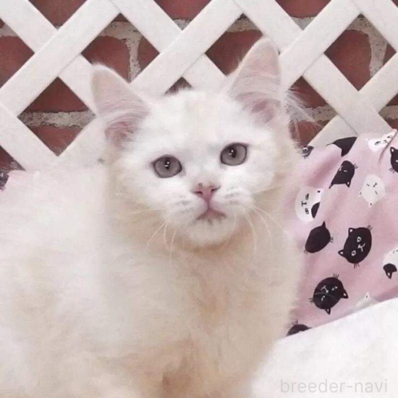 販売中の大阪府のマンチカン-133389の2枚目