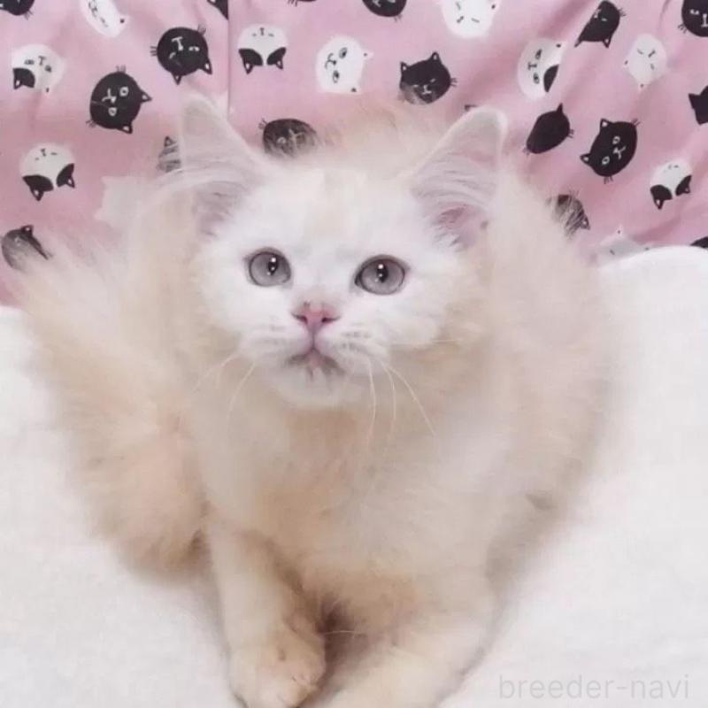 販売中の大阪府のマンチカン-133389の3枚目