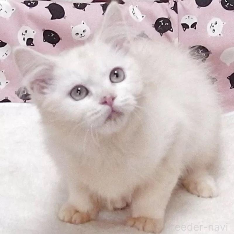 販売中の大阪府のマンチカン-133389の1枚目