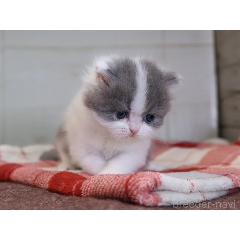 販売中の愛知県のマンチカン-133390の13枚目