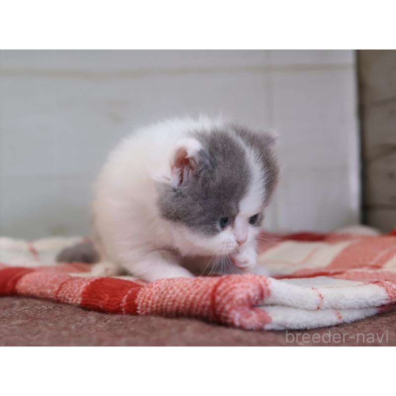 販売中の愛知県のマンチカン-133390の12枚目