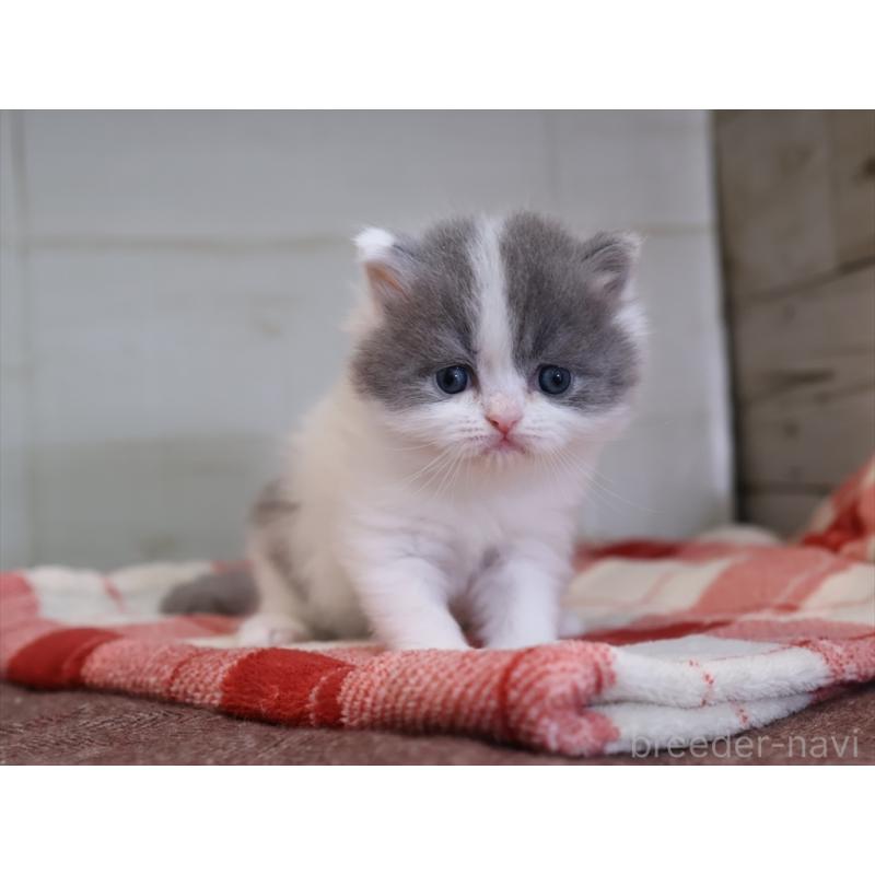 販売中の愛知県のマンチカン-133390の11枚目