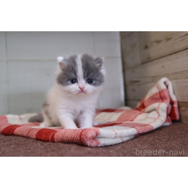 販売中の愛知県のマンチカン-133390の10枚目