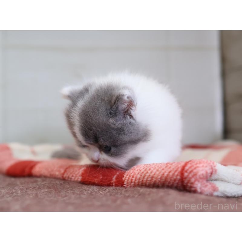 販売中の愛知県のマンチカン-133390の9枚目