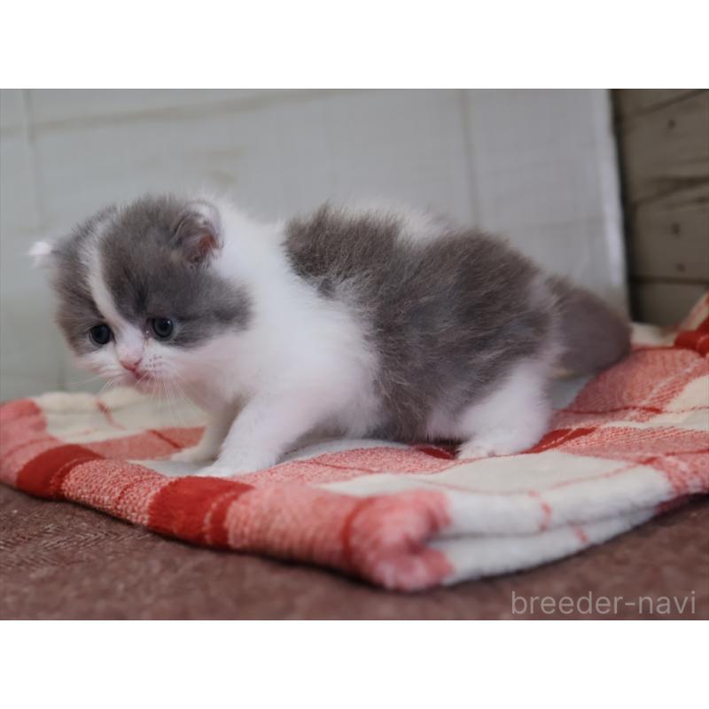 販売中の愛知県のマンチカン-133390の8枚目