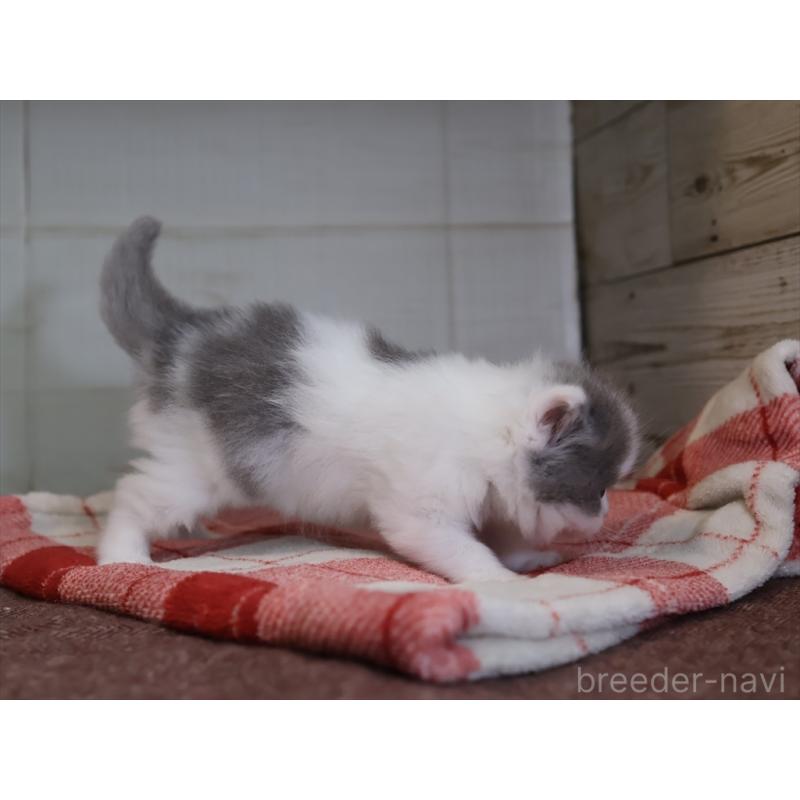 販売中の愛知県のマンチカン-133390の7枚目