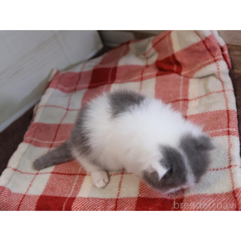 販売中の愛知県のマンチカン-133390の6枚目