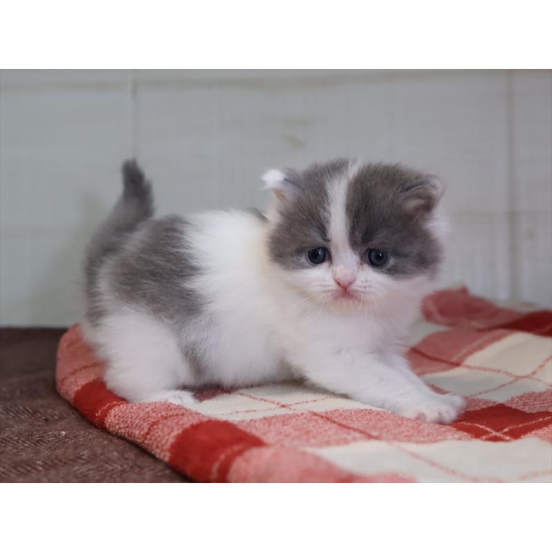 販売中の愛知県のマンチカン-133390の5枚目