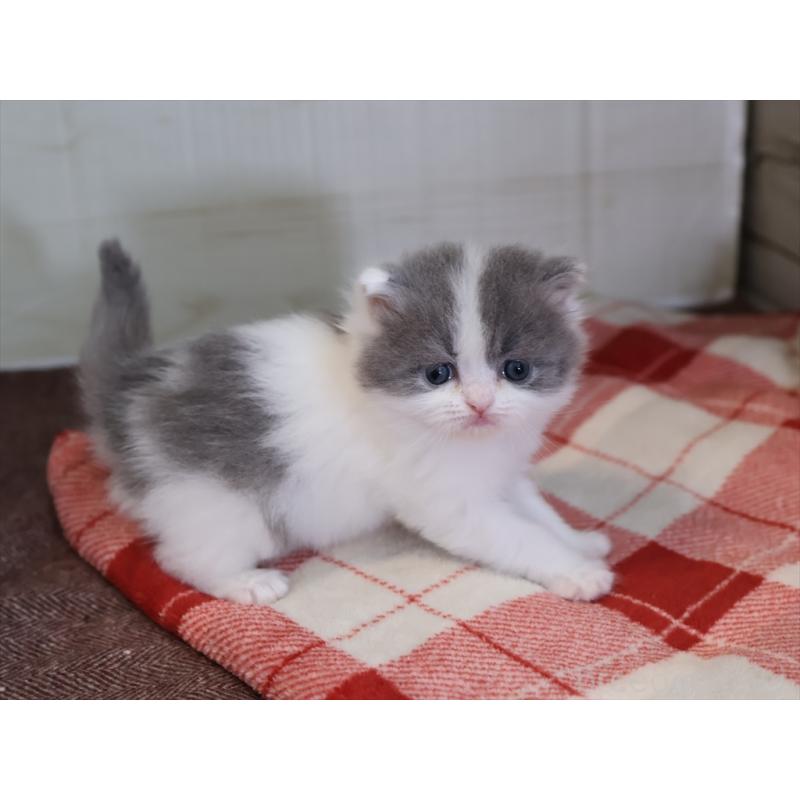 販売中の愛知県のマンチカン-133390の4枚目