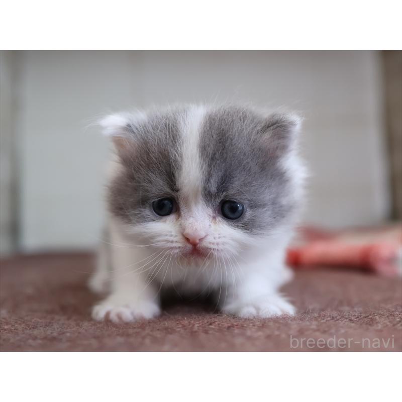 販売中の愛知県のマンチカン-133390の3枚目