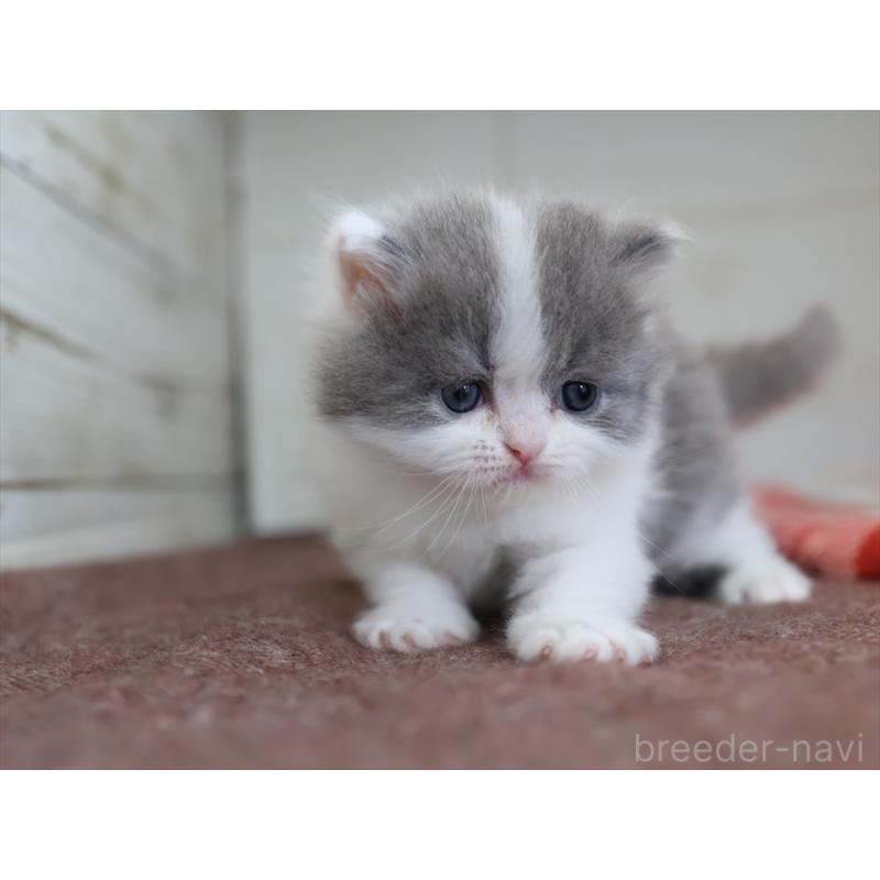 販売中の愛知県のマンチカン-133390の2枚目