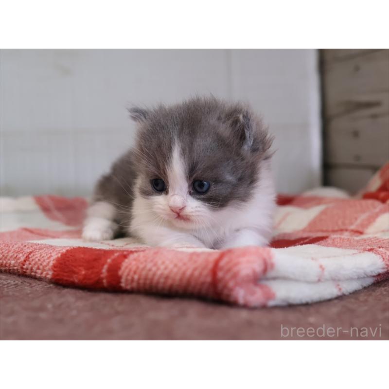 販売中の愛知県のマンチカン(短足)-133391の11枚目