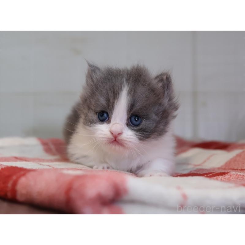 販売中の愛知県のマンチカン(短足)-133391の10枚目