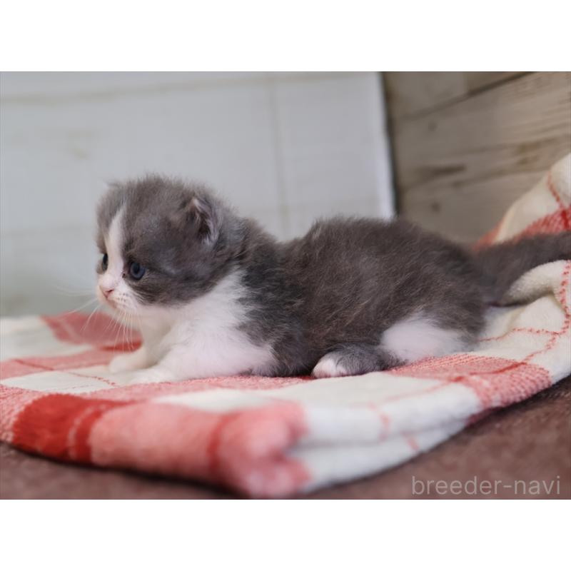 販売中の愛知県のマンチカン(短足)-133391の9枚目