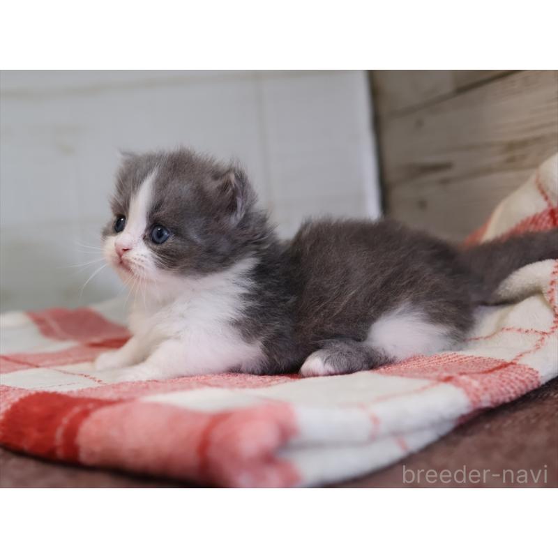 販売中の愛知県のマンチカン(短足)-133391の8枚目