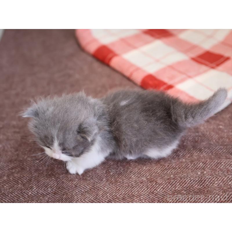 販売中の愛知県のマンチカン(短足)-133391の7枚目