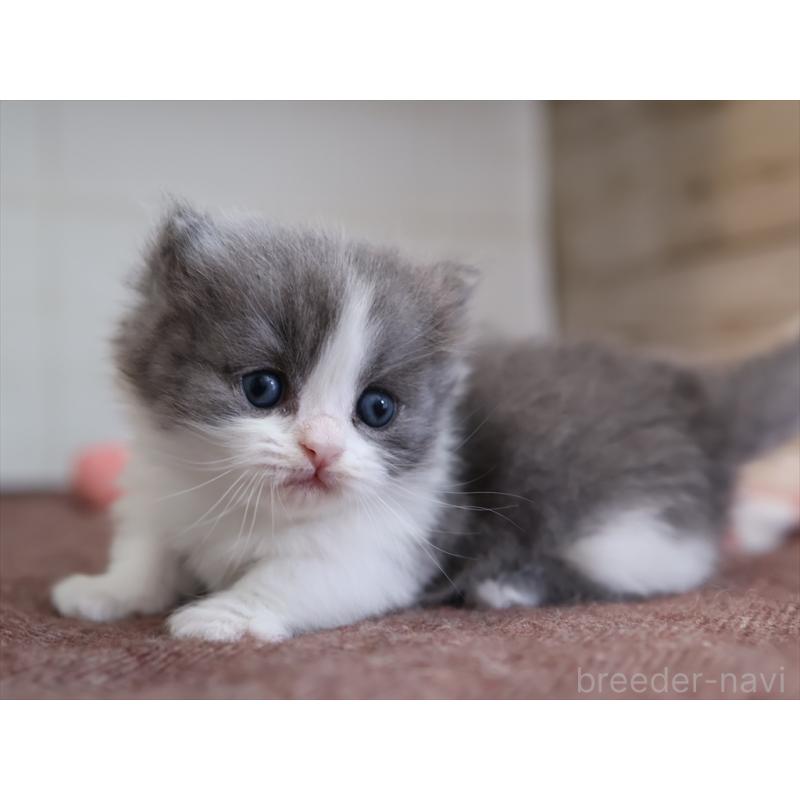 販売中の愛知県のマンチカン(短足)-133391の6枚目