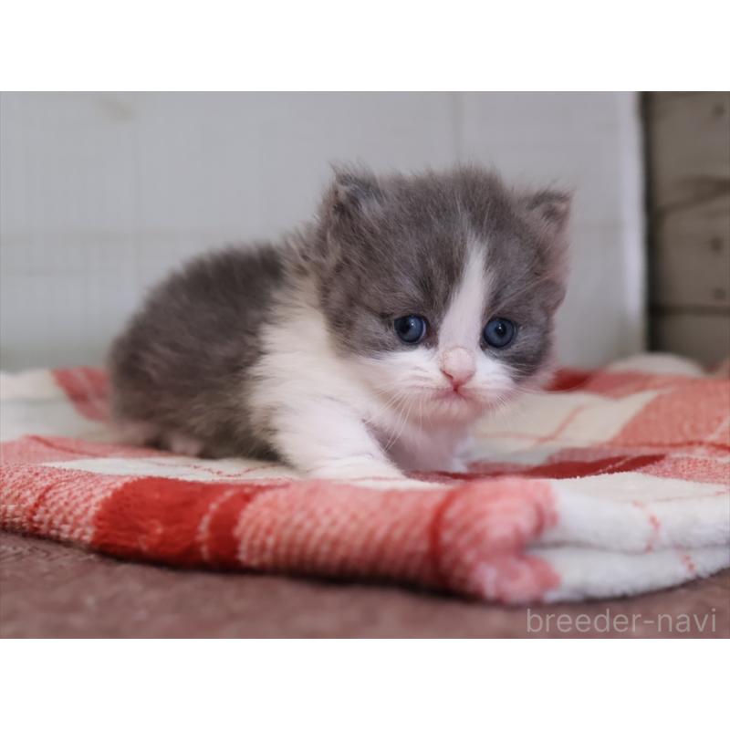 販売中の愛知県のマンチカン(短足)-133391の4枚目