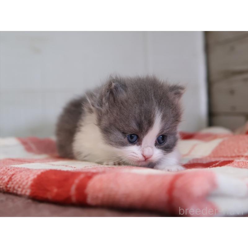 販売中の愛知県のマンチカン(短足)-133391の5枚目