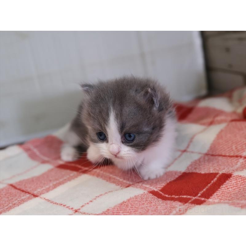 販売中の愛知県のマンチカン(短足)-133391の3枚目