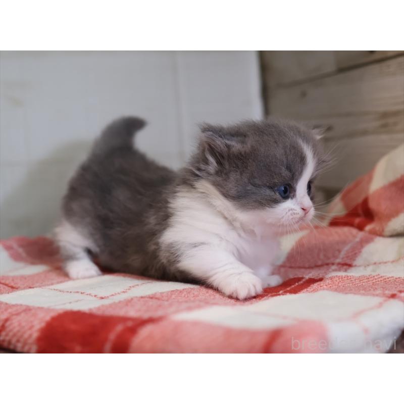 販売中の愛知県のマンチカン(短足)-133391の2枚目