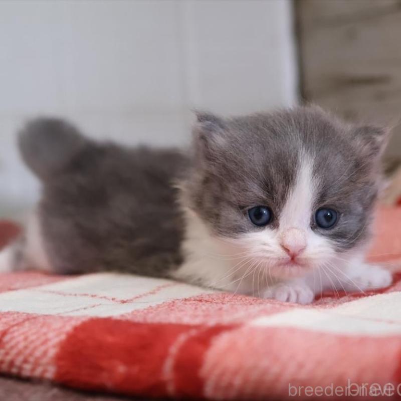 販売中の愛知県のマンチカン(短足)-133391