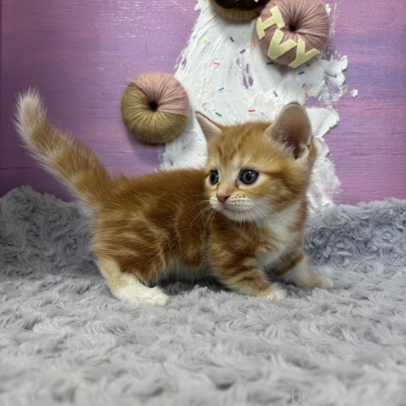 販売中の愛知県のマンチカン(短足)-133392の6枚目