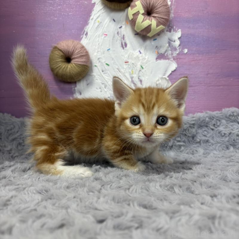 販売中ののマンチカン(短足)-133392