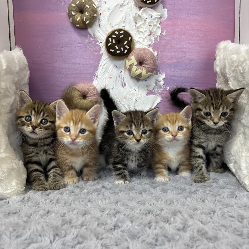 販売中の愛知県のマンチカン(短足)-133392の5枚目