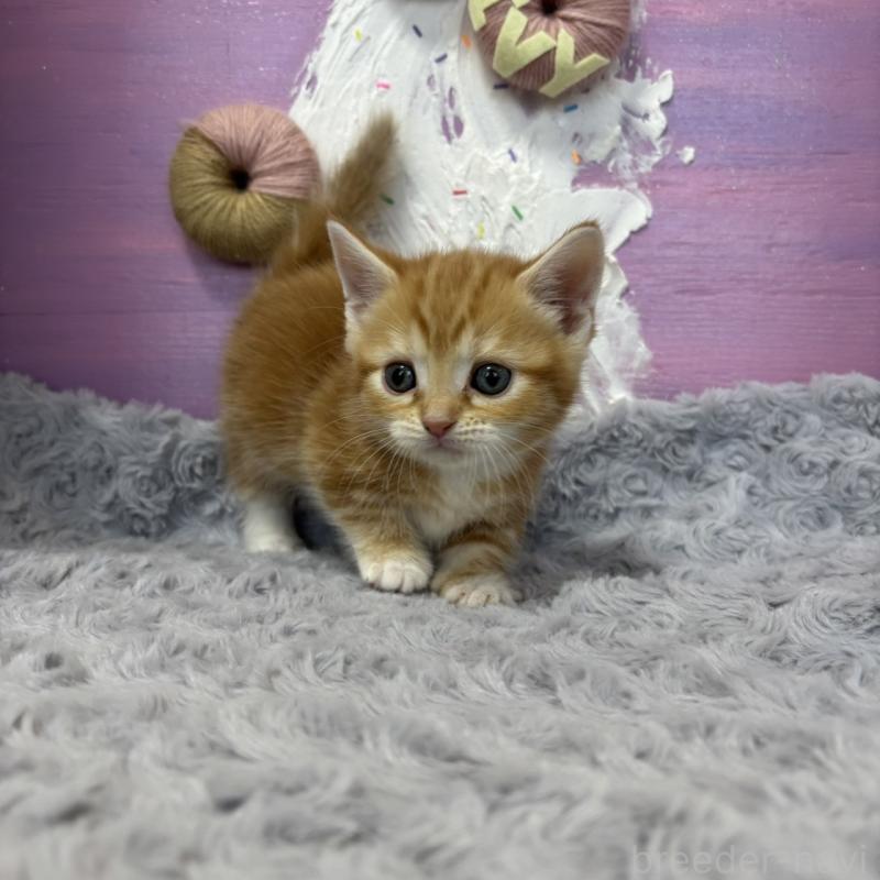 販売中の愛知県のマンチカン(短足)-133392の4枚目