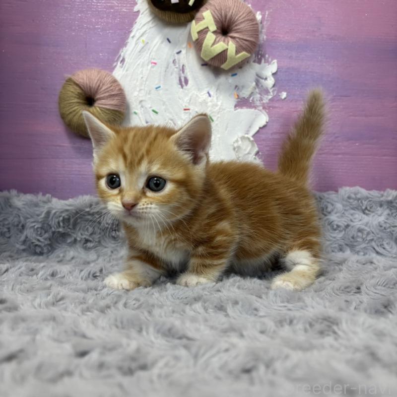 販売中の愛知県のマンチカン(短足)-133392の3枚目