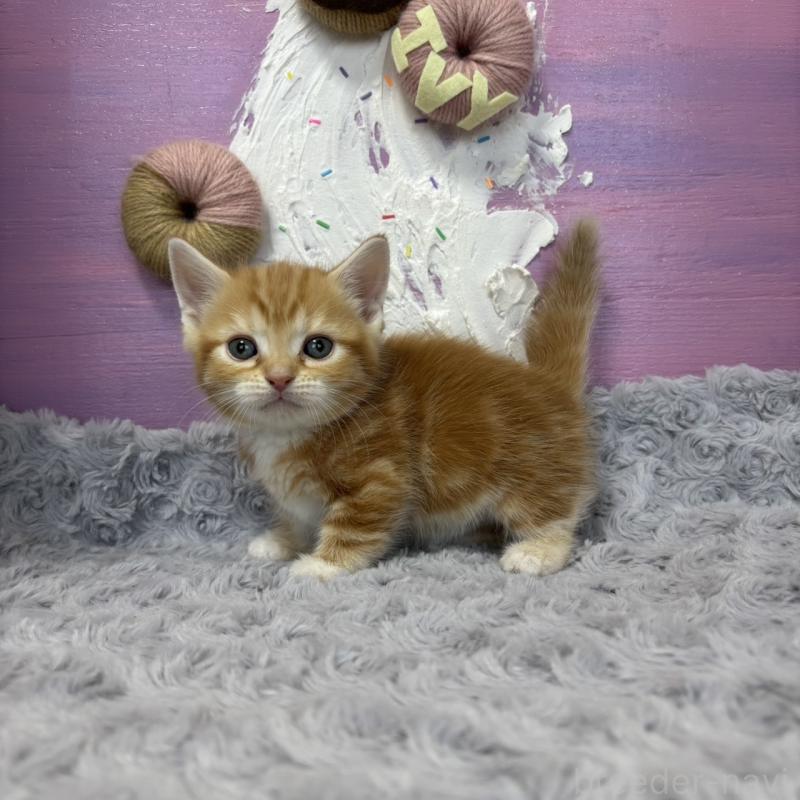 販売中の愛知県のマンチカン(短足)-133392の2枚目