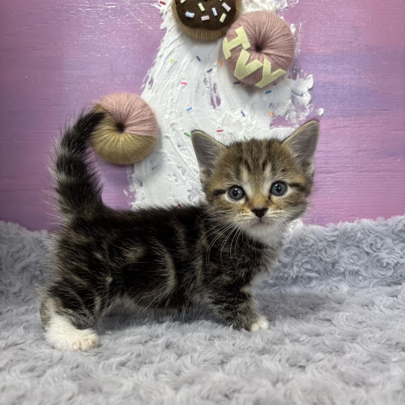 販売中の愛知県のマンチカン(短足)-133393