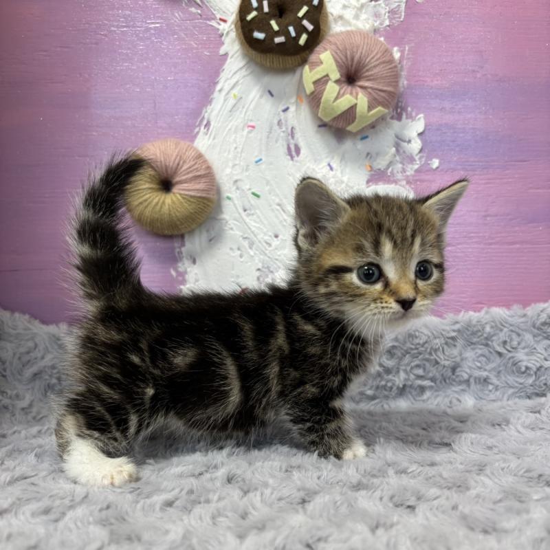 販売中の愛知県のマンチカン(短足)-133393の4枚目