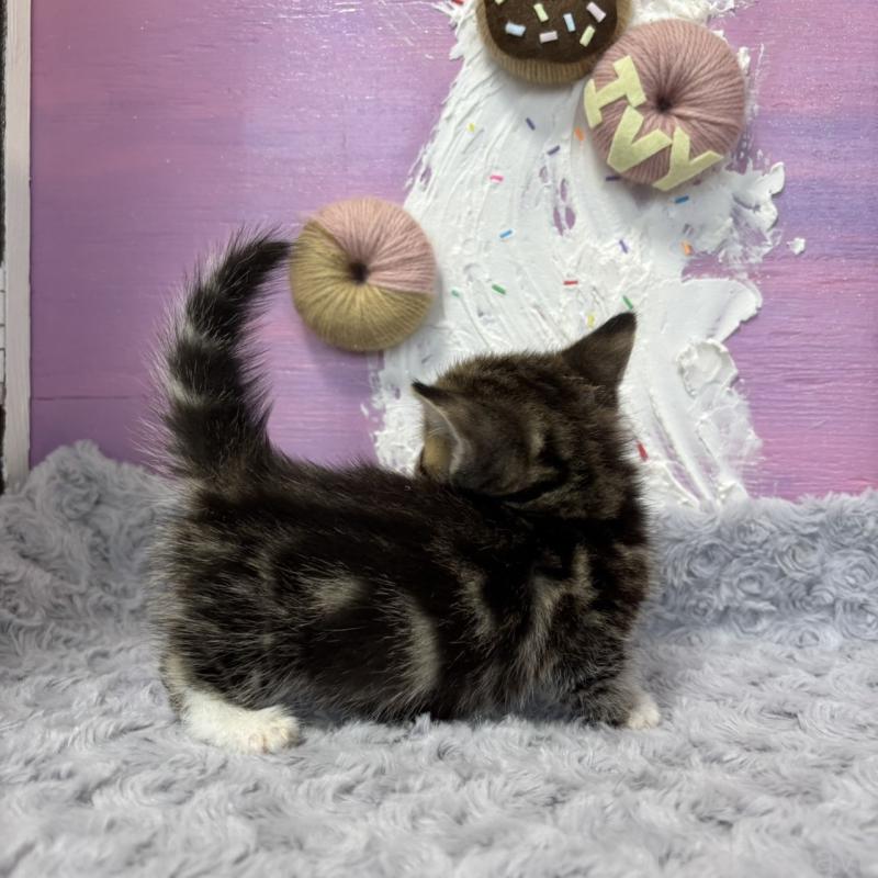 販売中の愛知県のマンチカン(短足)-133393の3枚目