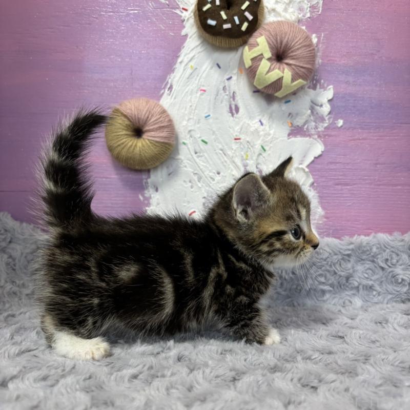 販売中の愛知県のマンチカン(短足)-133393の2枚目