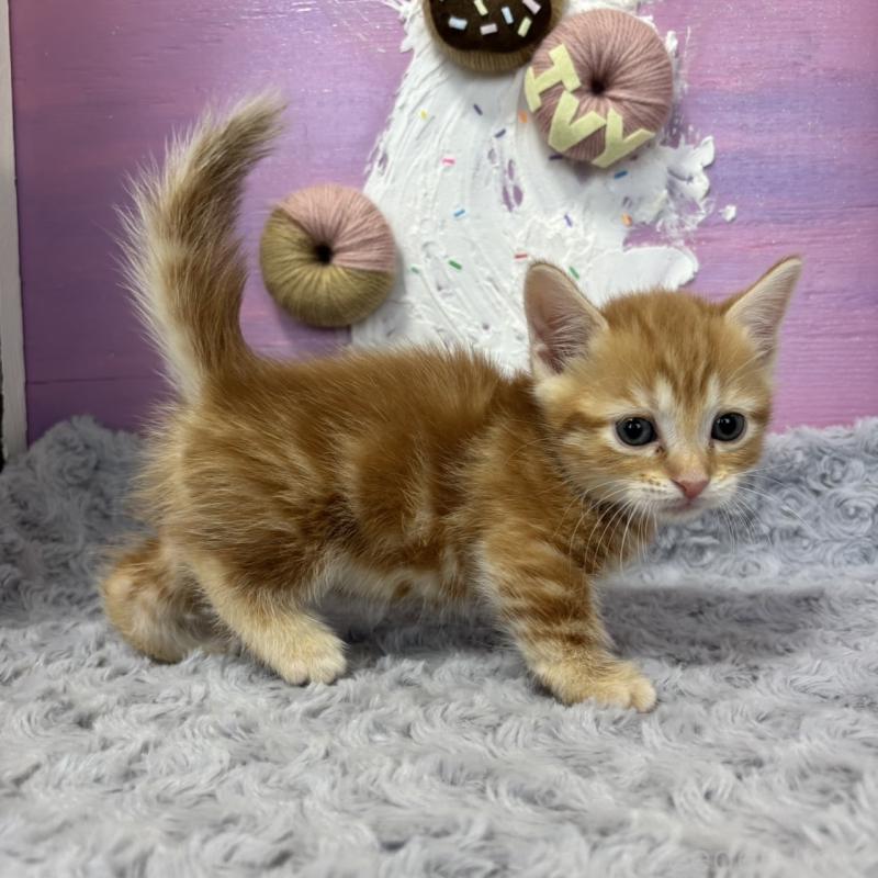 販売中の愛知県のマンチカン(短足)-133395の5枚目