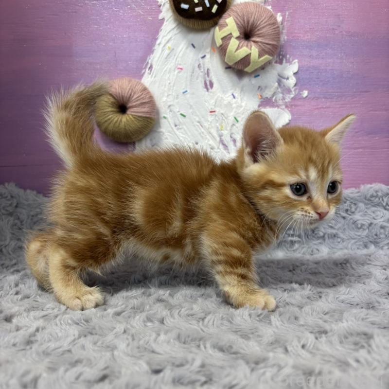 販売中の愛知県のマンチカン(短足)-133395の4枚目