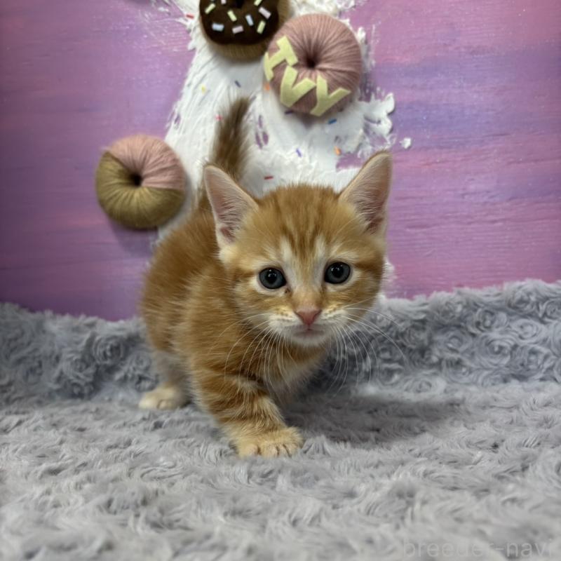 販売中の愛知県のマンチカン(短足)-133395の1枚目