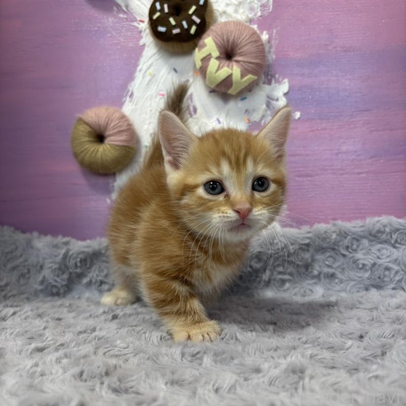 販売中の愛知県のマンチカン(短足)-133395の2枚目