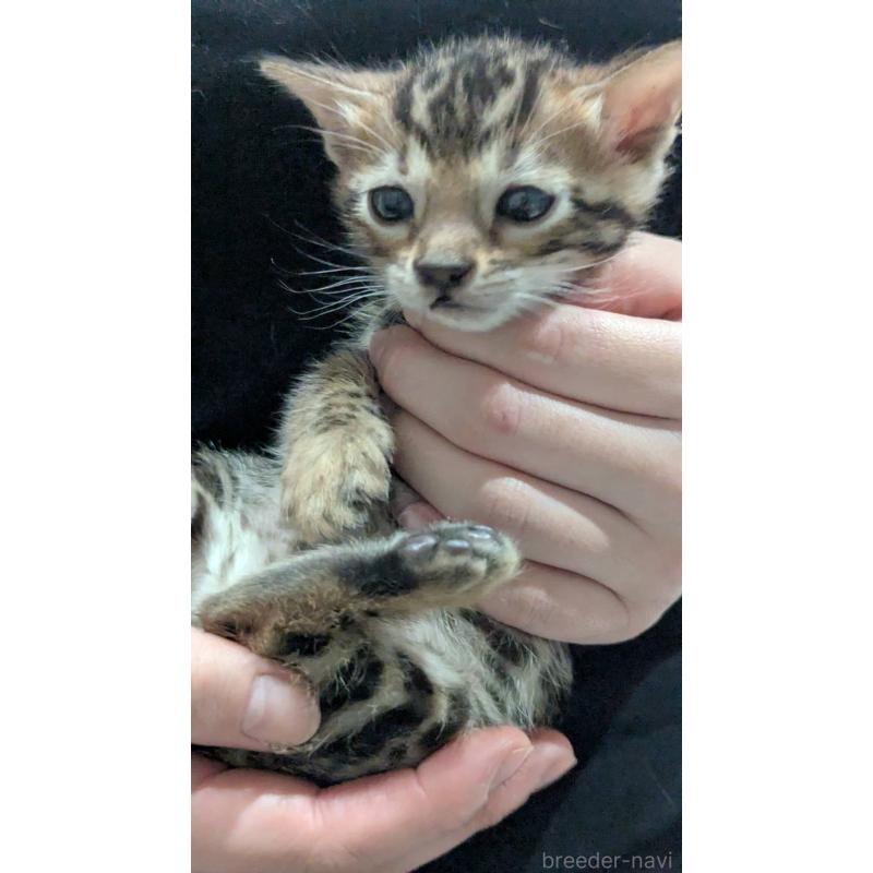 販売中の静岡県のベンガル-133394の4枚目