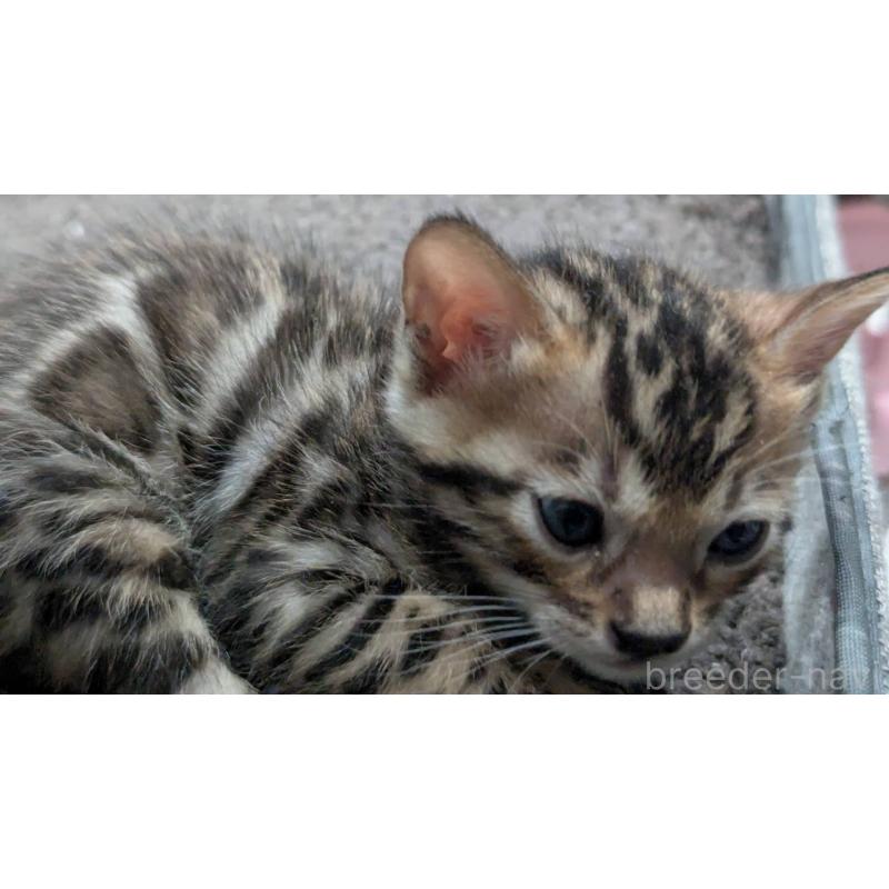 販売中の静岡県のベンガル-133394の3枚目