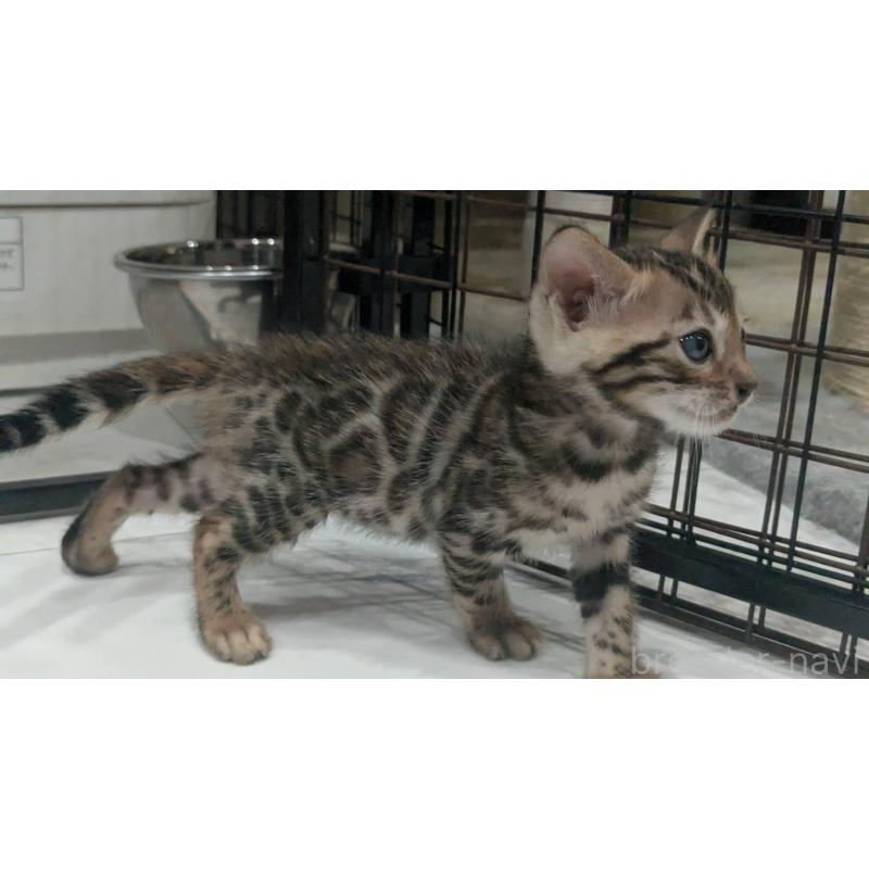 販売中の静岡県のベンガル-133394の2枚目