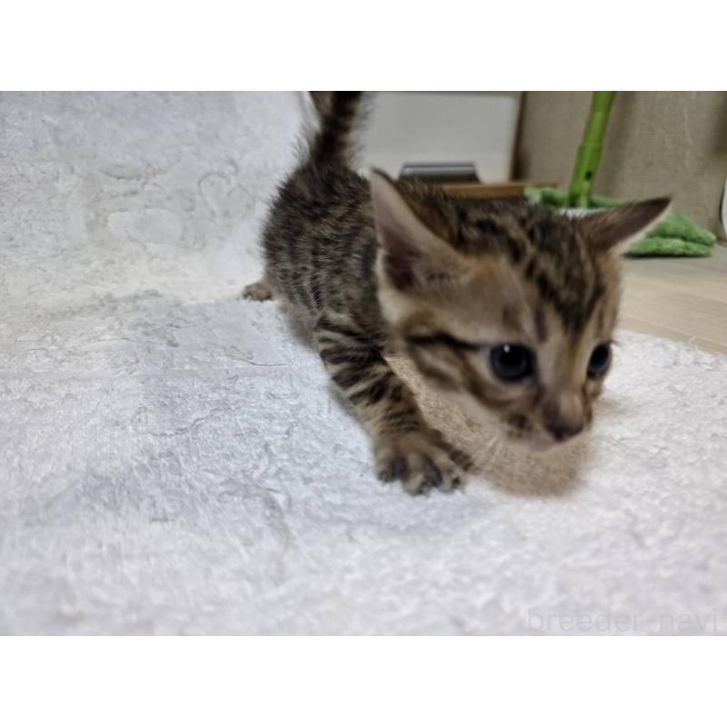 販売中の神奈川県のベンガル-133396の19枚目