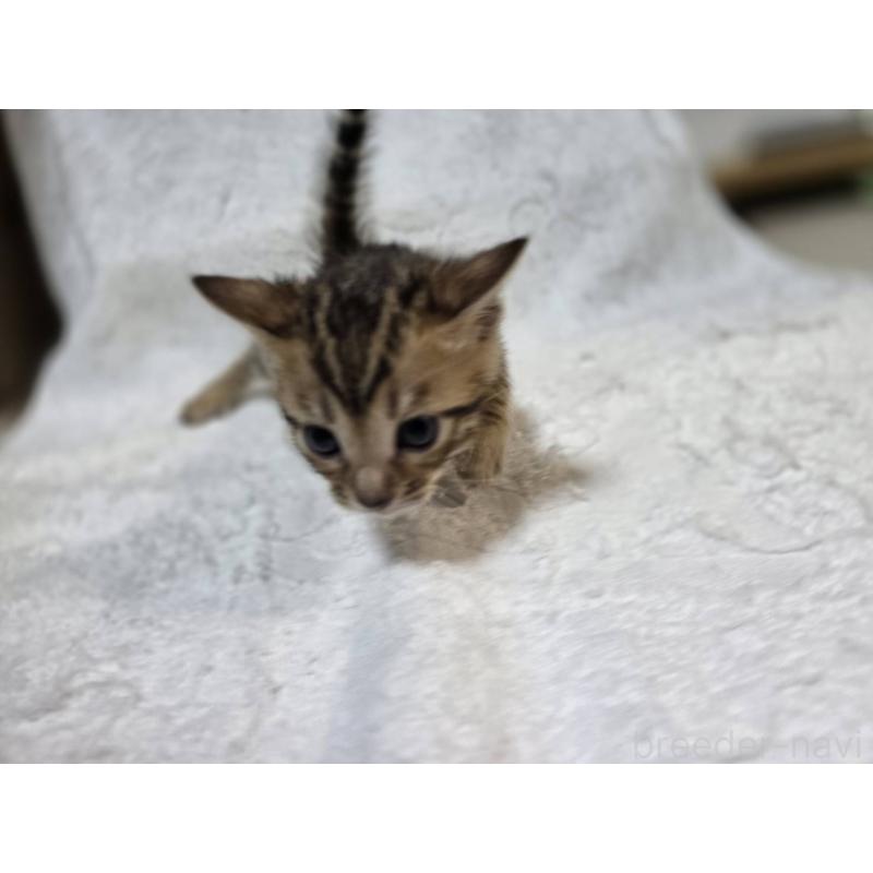 販売中の神奈川県のベンガル-133396の18枚目