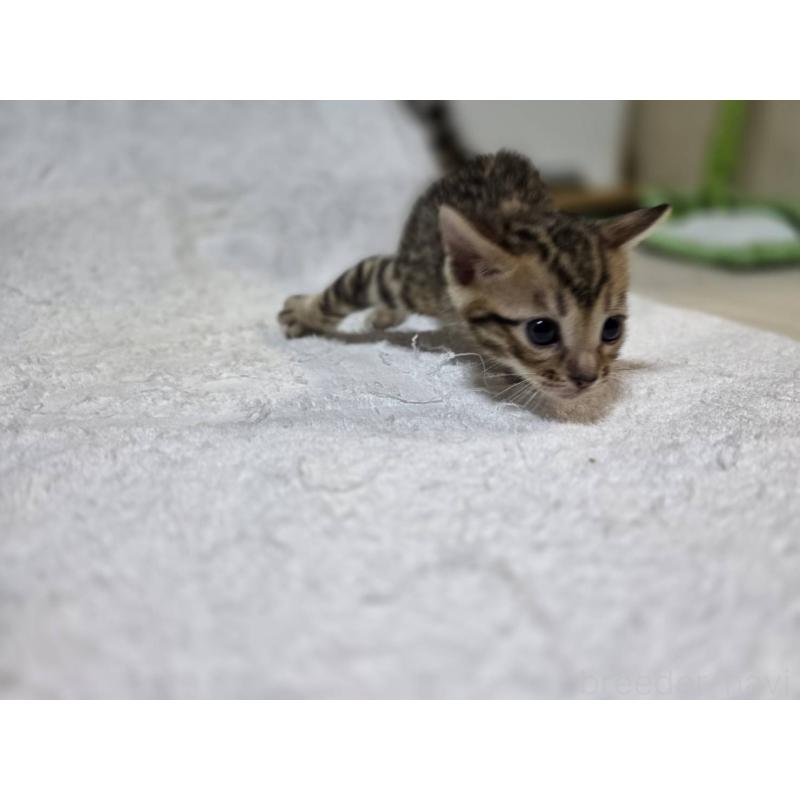 販売中の神奈川県のベンガル-133396の17枚目