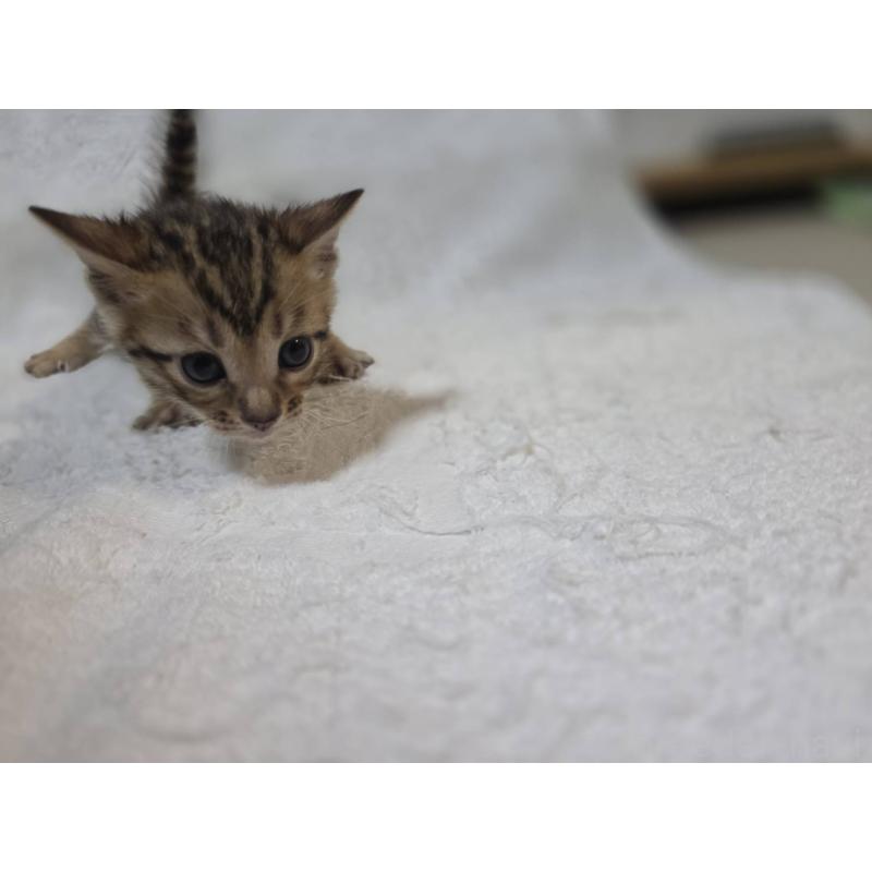 販売中の神奈川県のベンガル-133396の16枚目