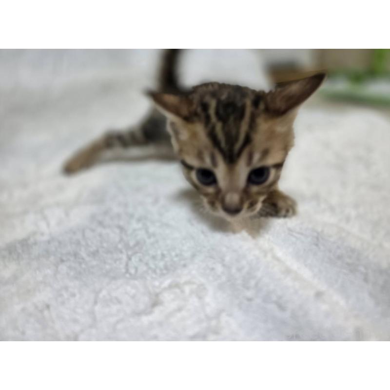 販売中の神奈川県のベンガル-133396の15枚目