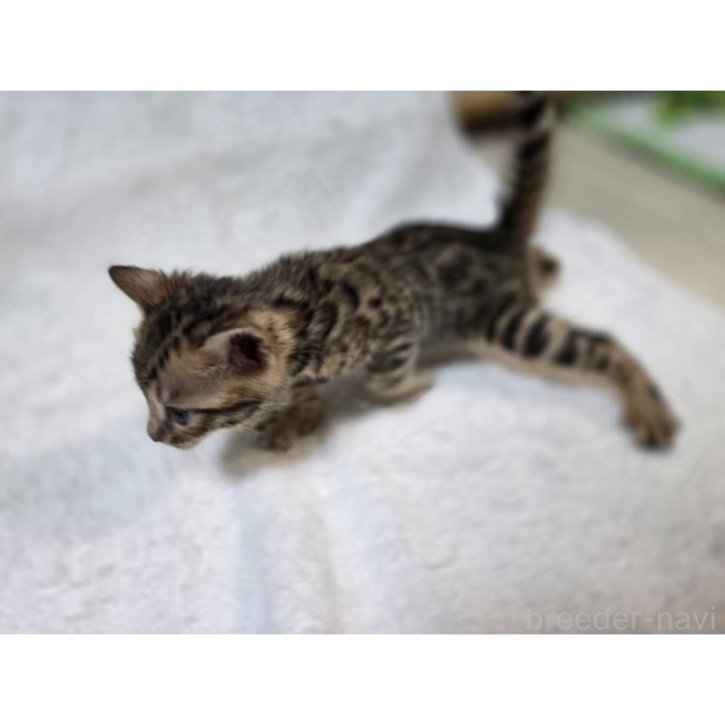 販売中の神奈川県のベンガル-133396の14枚目