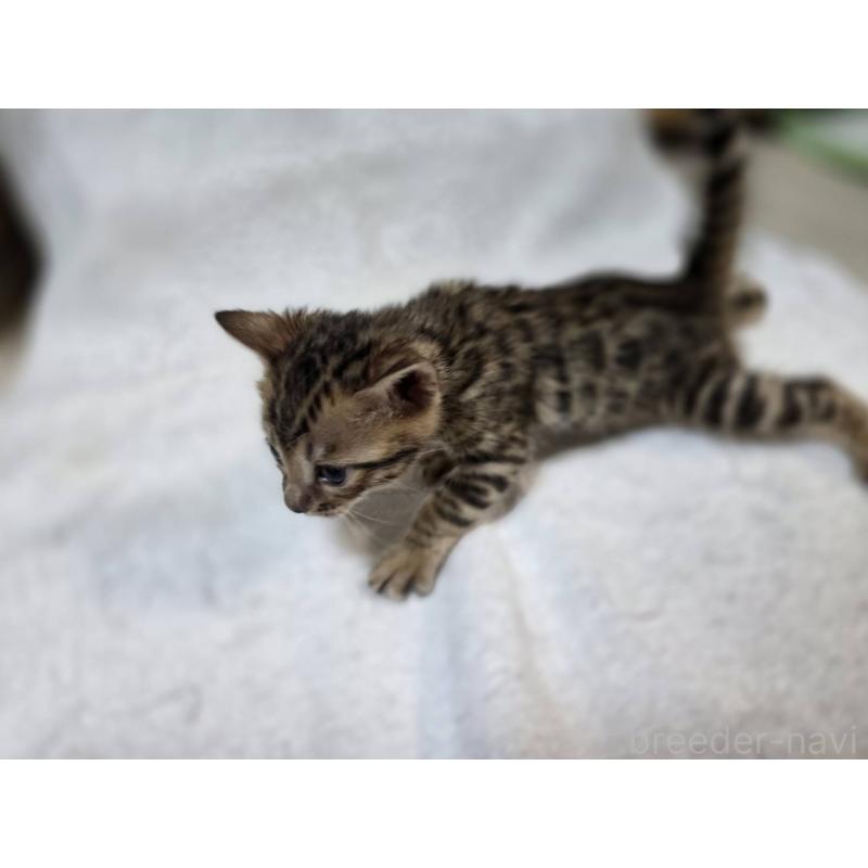 販売中の神奈川県のベンガル-133396の13枚目